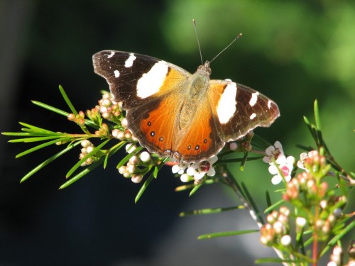 Australian Admiral butterfly