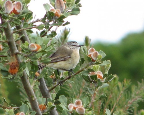 Yellow Rumped Thornbill
