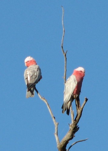 Galahs
