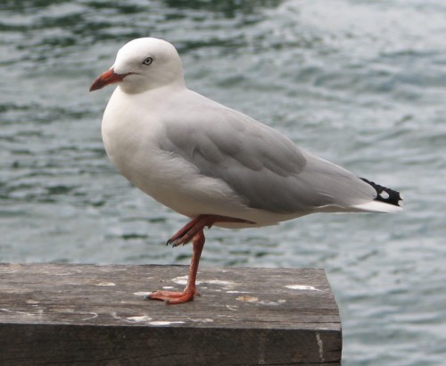Silver Gull