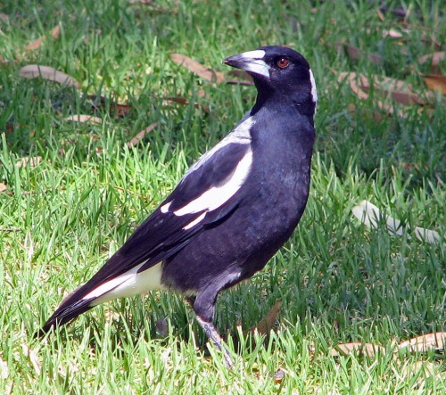 Australian Magpie Australian Magpie