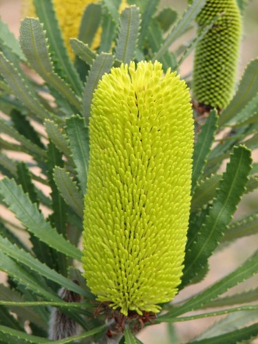 Banksia