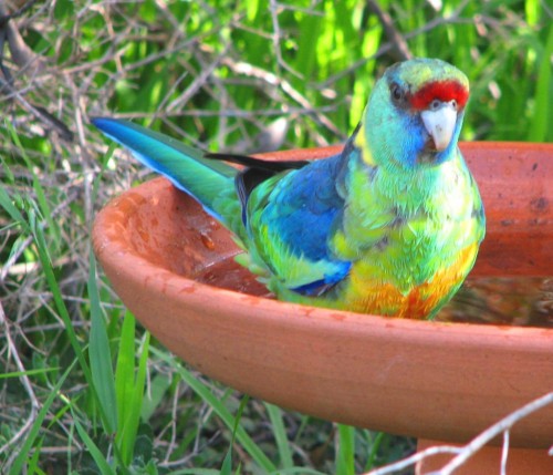 Mallee Ringneck Parrot