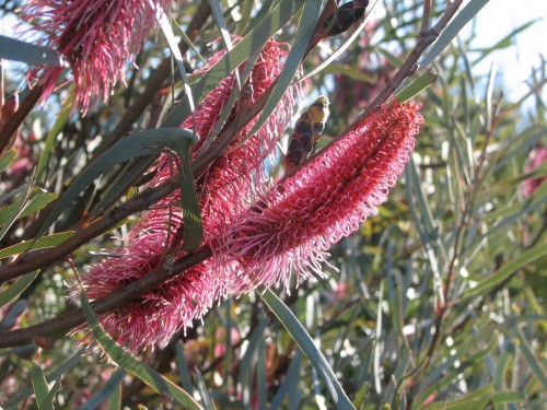 Hakea multilineata