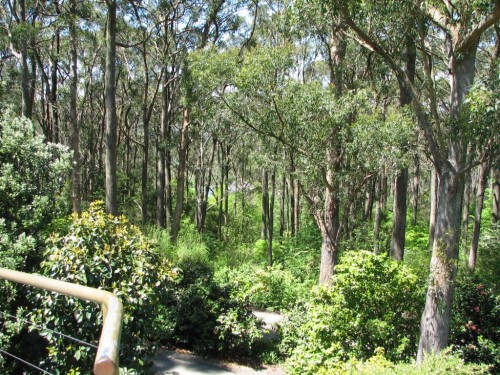 Mt Lofty Botanic Gardens