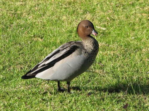 Australian Wood Duck (male) Australian Wood Duck (male)