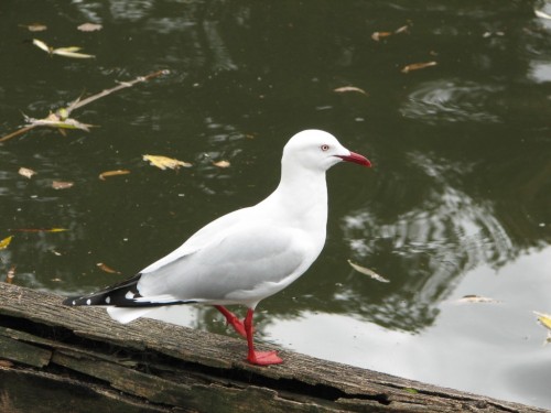 Silver Gull Silver Gull