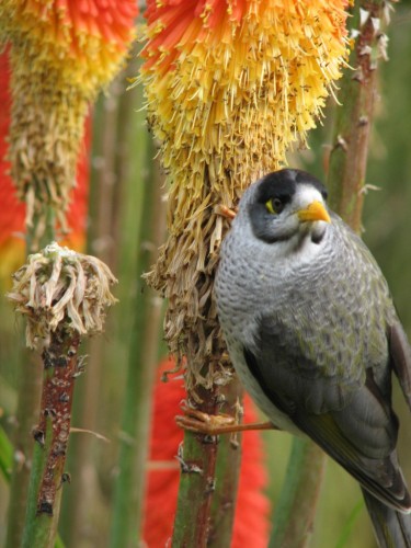 Noisy Miner