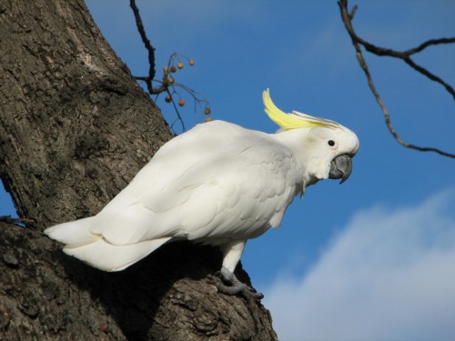 Sulphur Crested Cockatoo