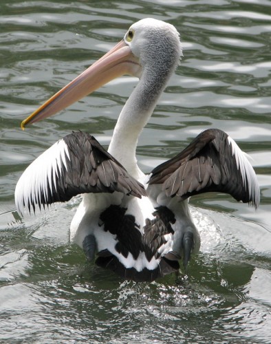 Australian Pelican Australian Pelican