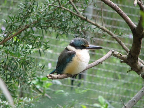 Sacred Kingfisher