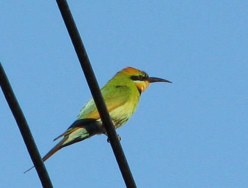 Rainbow Bee eater