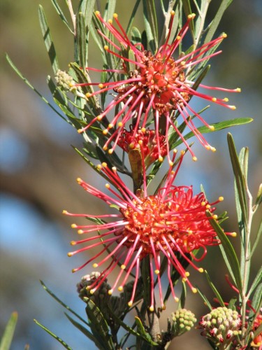 Grevillea flowers