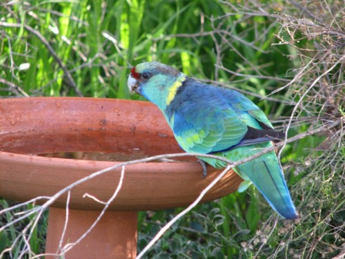 Mallee Ringneck Parrot