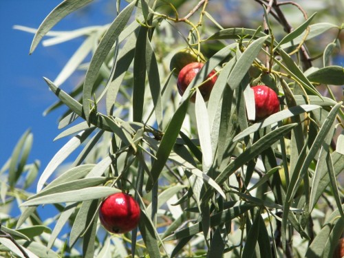 Santalum acuminatum (Wild Peach, Quandong)