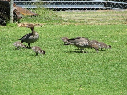 Australian Wood Ducks with ducklings Australian Wood Ducks with ducklings