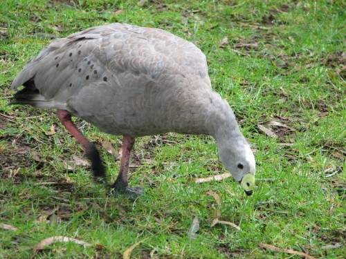 Cape Barren Goose Cape Barren Goose