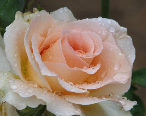 Rose in our garden