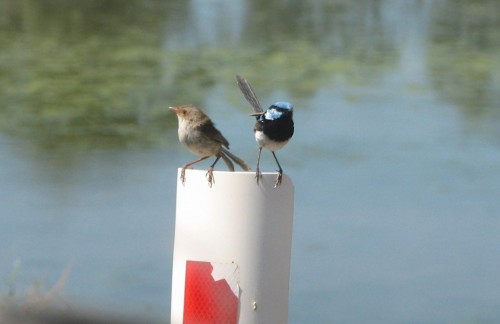 Superb Blue Wrens