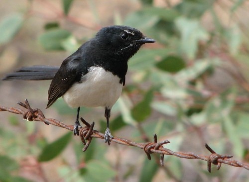 Willie Wagtail