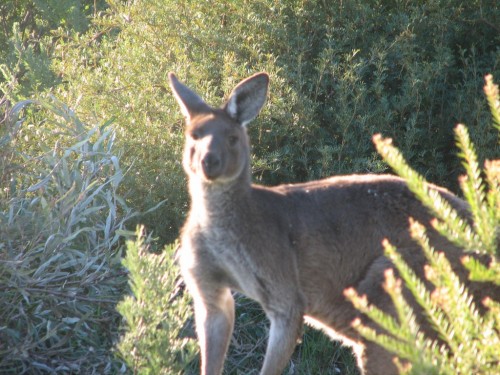 Western Grey Kangaroo