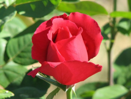 Rose in our garden Rose in our garden