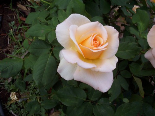 Rose