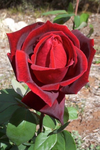 Rose in our garden