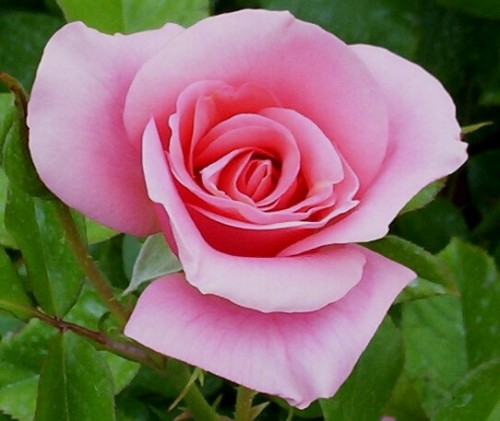Rose in our garden