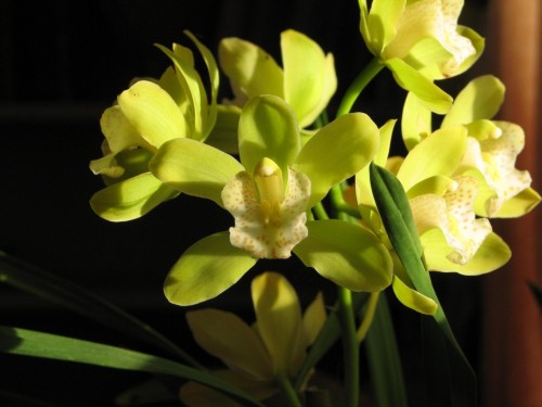 Orchid flowers Orchid flowers