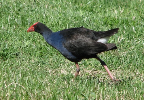 Purple Swamphen