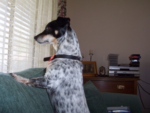 Nancy watching through the window
