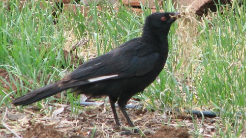 White Winged Chough carrying nesting material White Winged Chough carrying nesting material