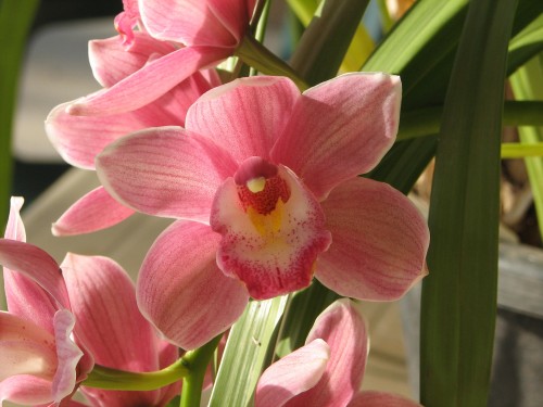 Orchid flowers