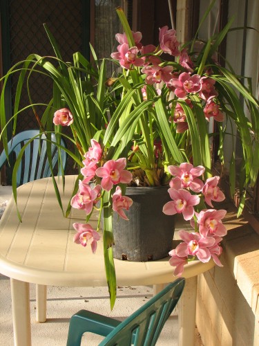 Orchid flowers