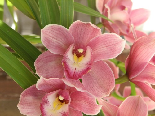 Orchid flowers