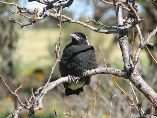 Australian Magpie (juvenile) Australian Magpie (juvenile)