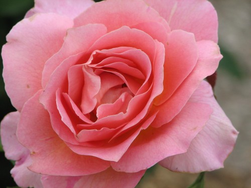 Adelaide International Rose Garden Adelaide International Rose Garden