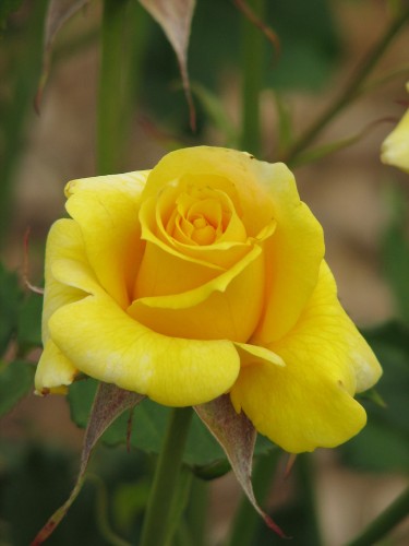 Adelaide International Rose Garden Adelaide International Rose Garden