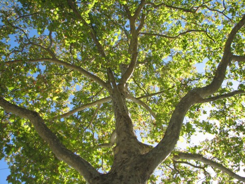 Adelaide Writers' Week 2010, Pioneer Women's Memorial Gardens Adelaide Writers' Week 2010, Pioneer Women's Memorial Gardens