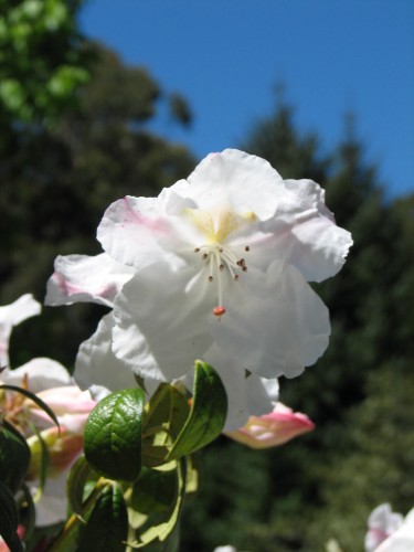 Mt Lofty Botanic Gardens, South Australia