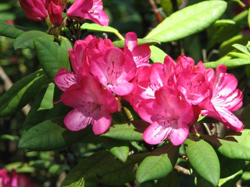 Mt Lofty Botanic Gardens, South Australia