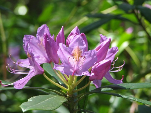 Mt Lofty Botanic Gardens, South Australlia