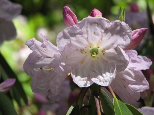 Mt Lofty Botanic Gardens, South Australia