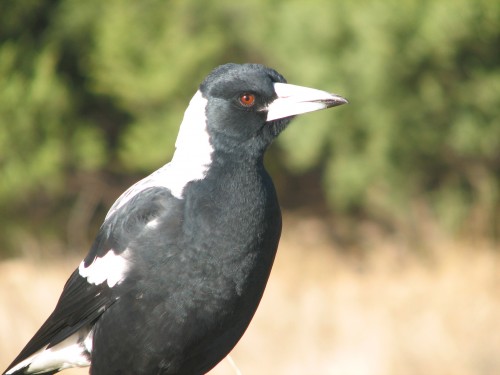 Australian Magpie