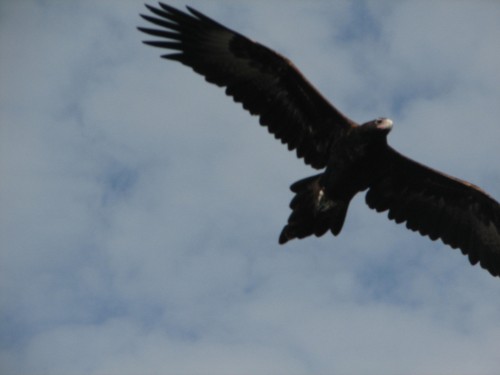 Wedge-tailed Eagle