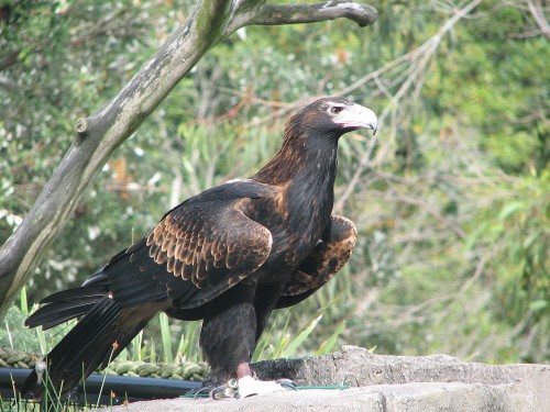 Wedge-tailed Eagle