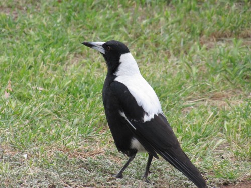 Australian Magpie (male)
