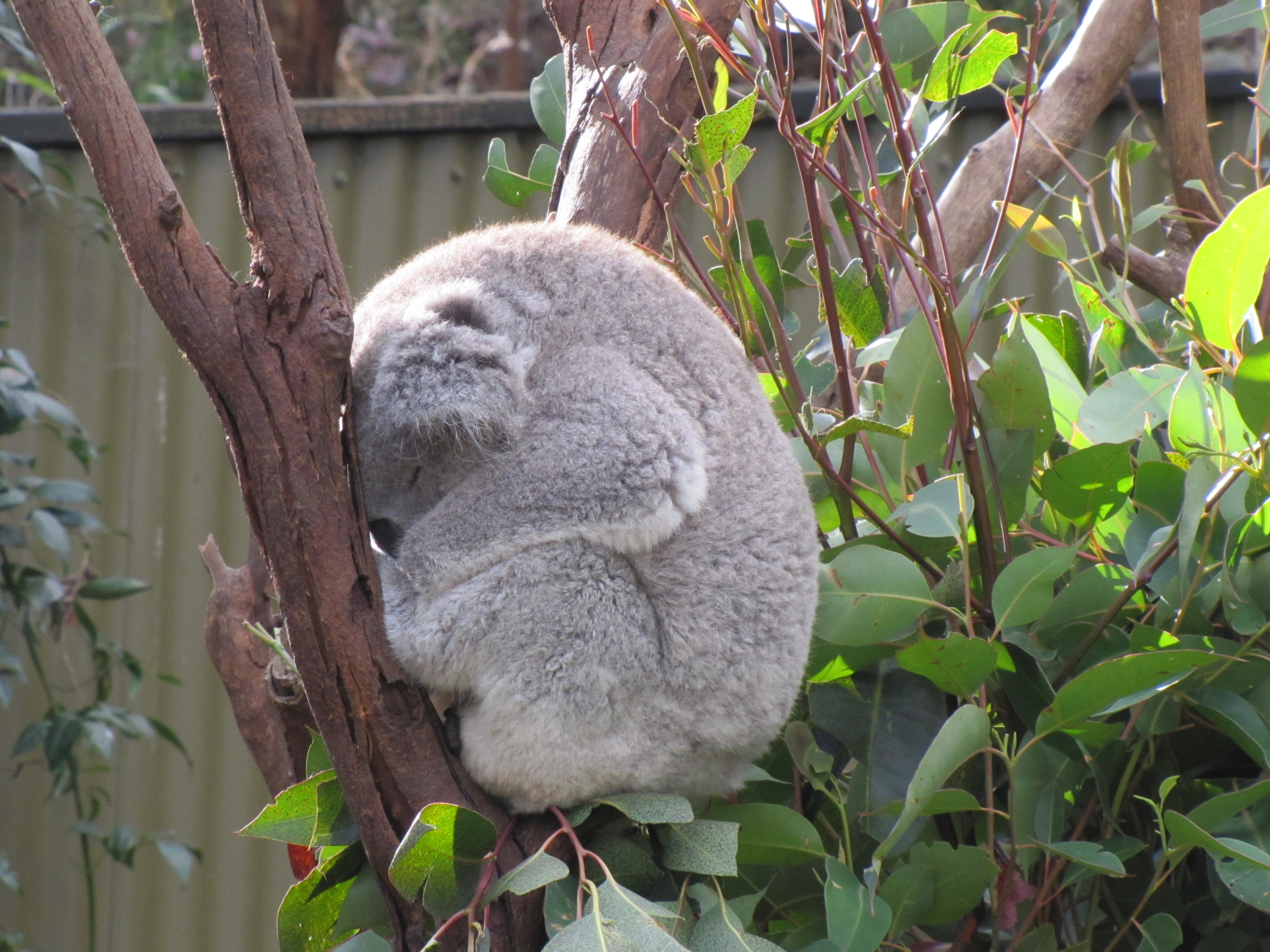 Koala essay