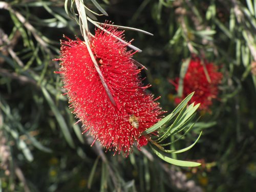 Bottlebrush flower